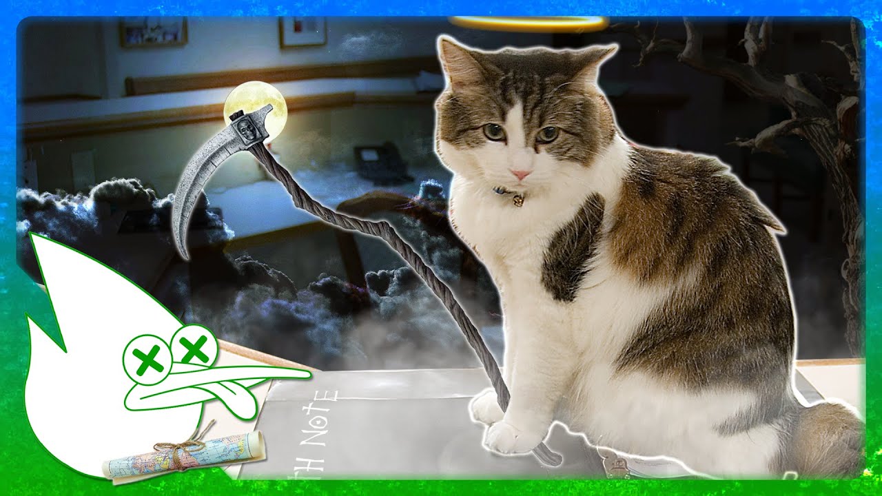 The Tale of Oscar the Death-Sensing Cat | WorldTold