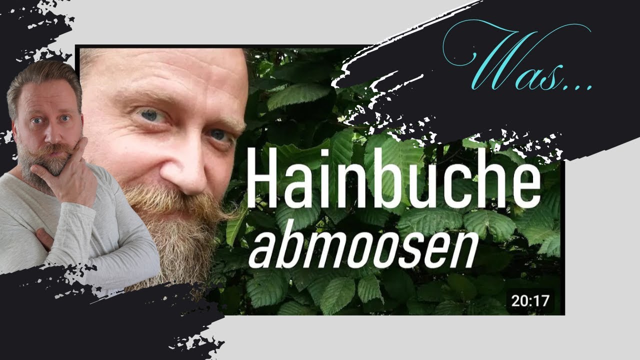 Was ist mit der Hainbuche los  |  Hainbuche abmoosen zum Bonsai