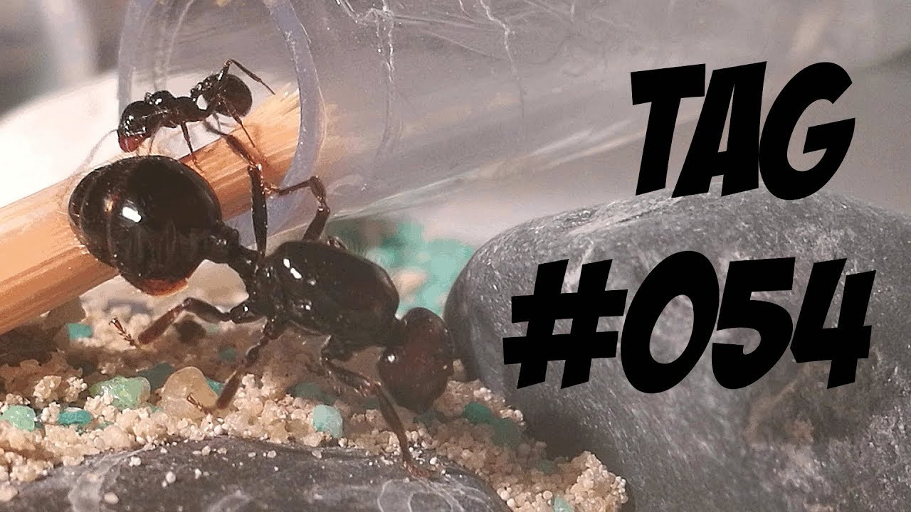 Ameisenfarm Tag #054 'DAS ENDE?' - Das schlimmste was passieren konnte