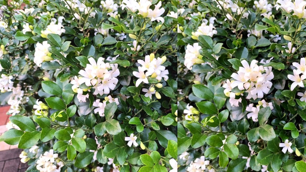 മനം കവരും ഈ മരമുല്ല | Maramulla Plant | Murraya Paniculata | Orange Jasmine