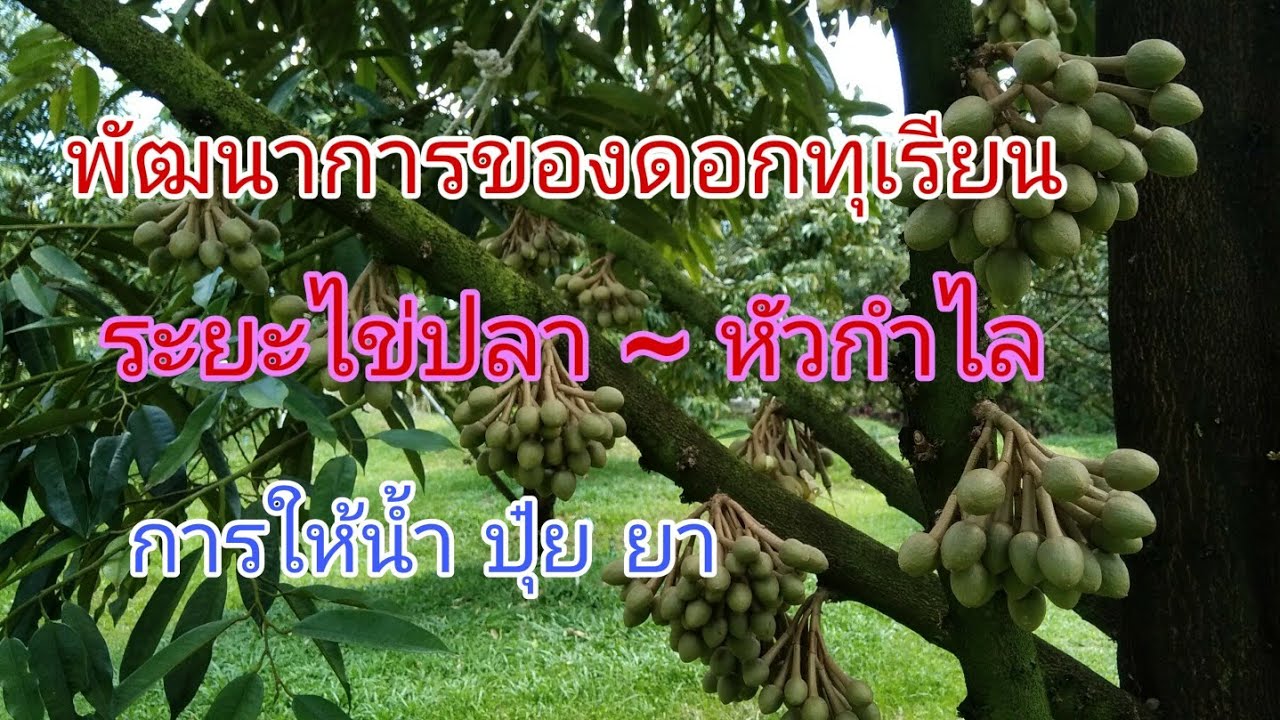 LP-EP12  การออกดอกของทุเรียน ดอกระยะไข่ปลา - หัวกำไล