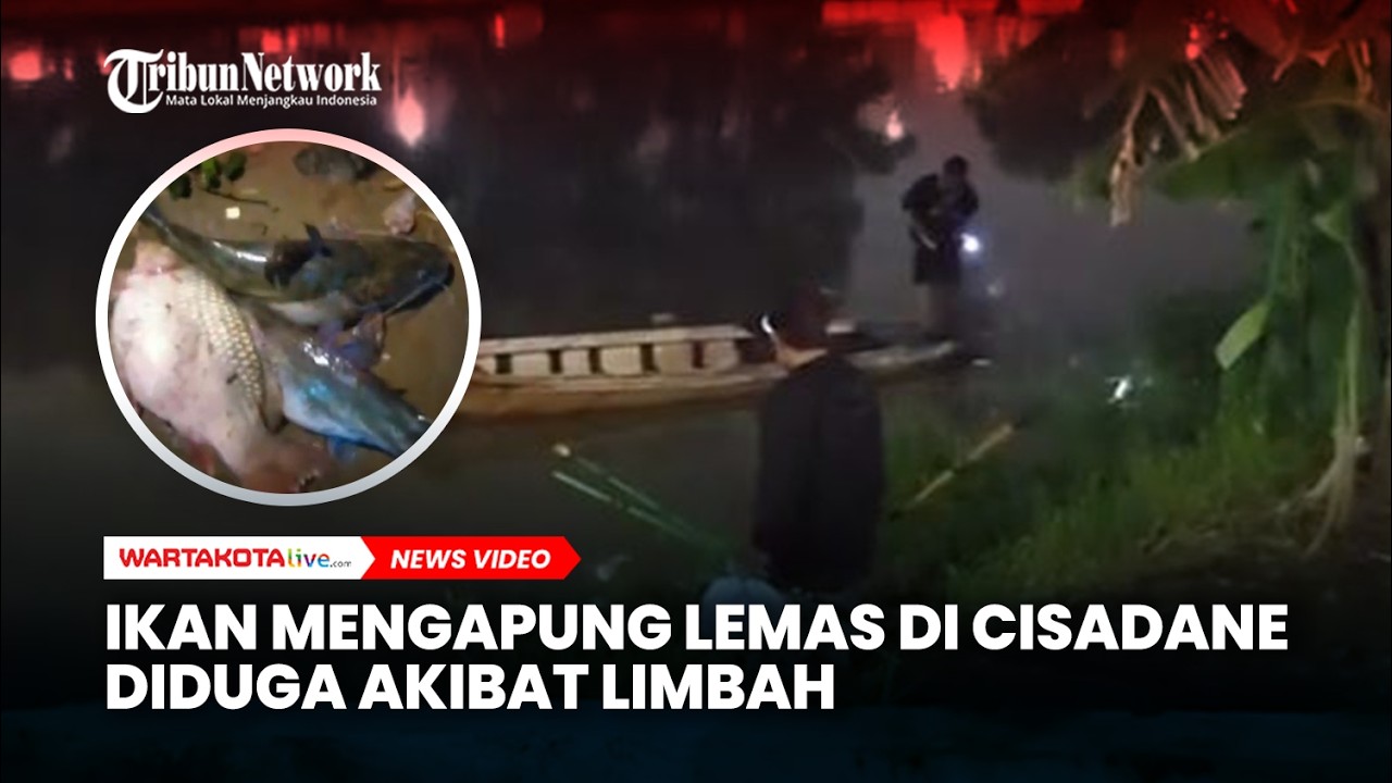 Ikan Mengapung Lemas di Cisadane Diduga Akibat Limbah, Warga Ramai- ramai Turun ke Sungai