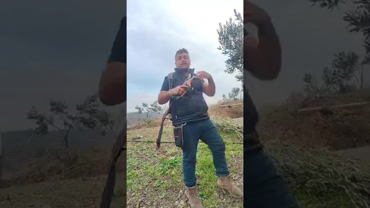 Zeytin agacında verime yönelik şekil budaması 