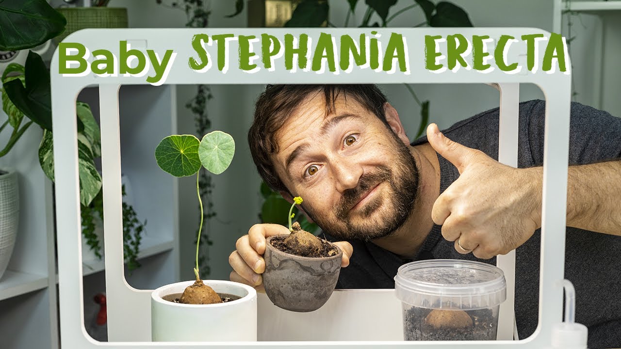 Baby Stephania erecta, saranno riuscite a crescere? 😱