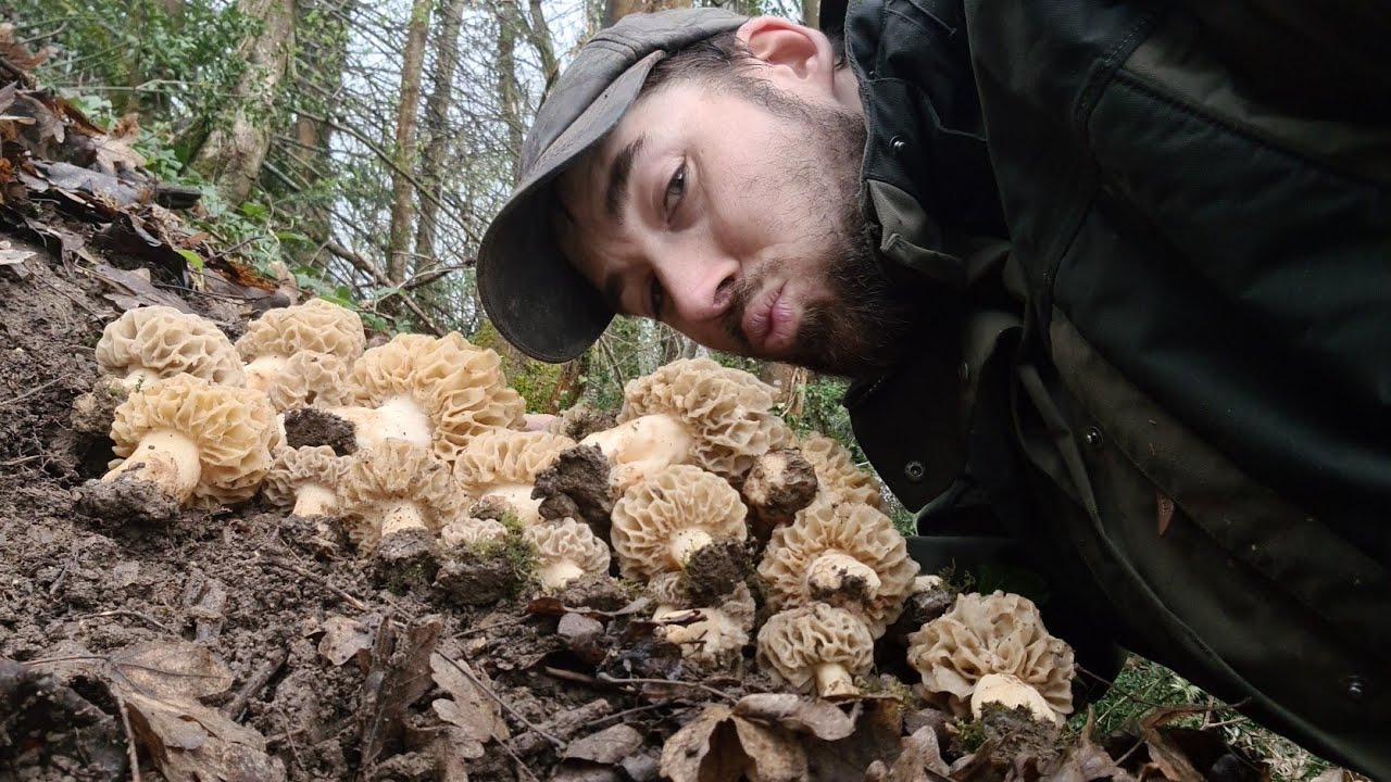 3 avril Une tache impressionnante de morilles XXL #morilles,  #grossesmorilles