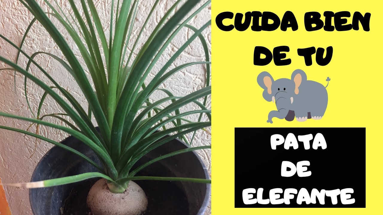 CUIDADOS DE LA PATA DE ELEFANTE #193
