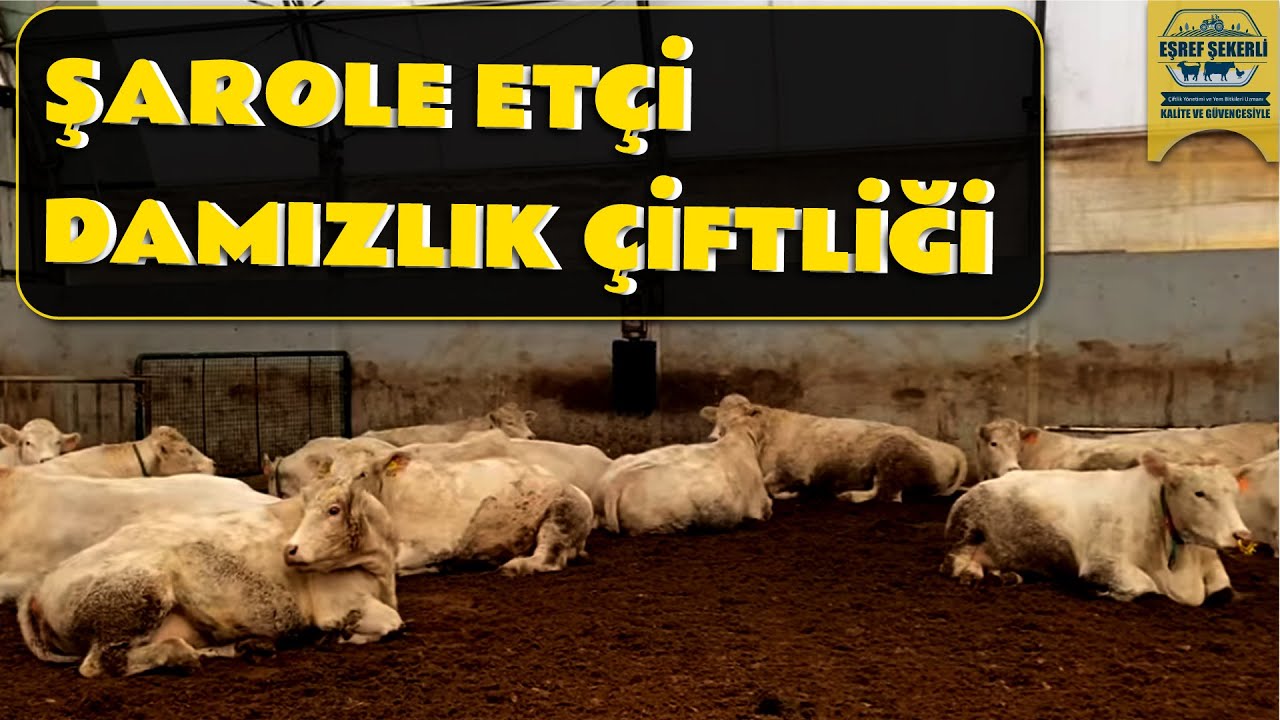 Şarole Etçi Damızlık Çiftliği - Çorlu/ Tekirdağ #Şarole