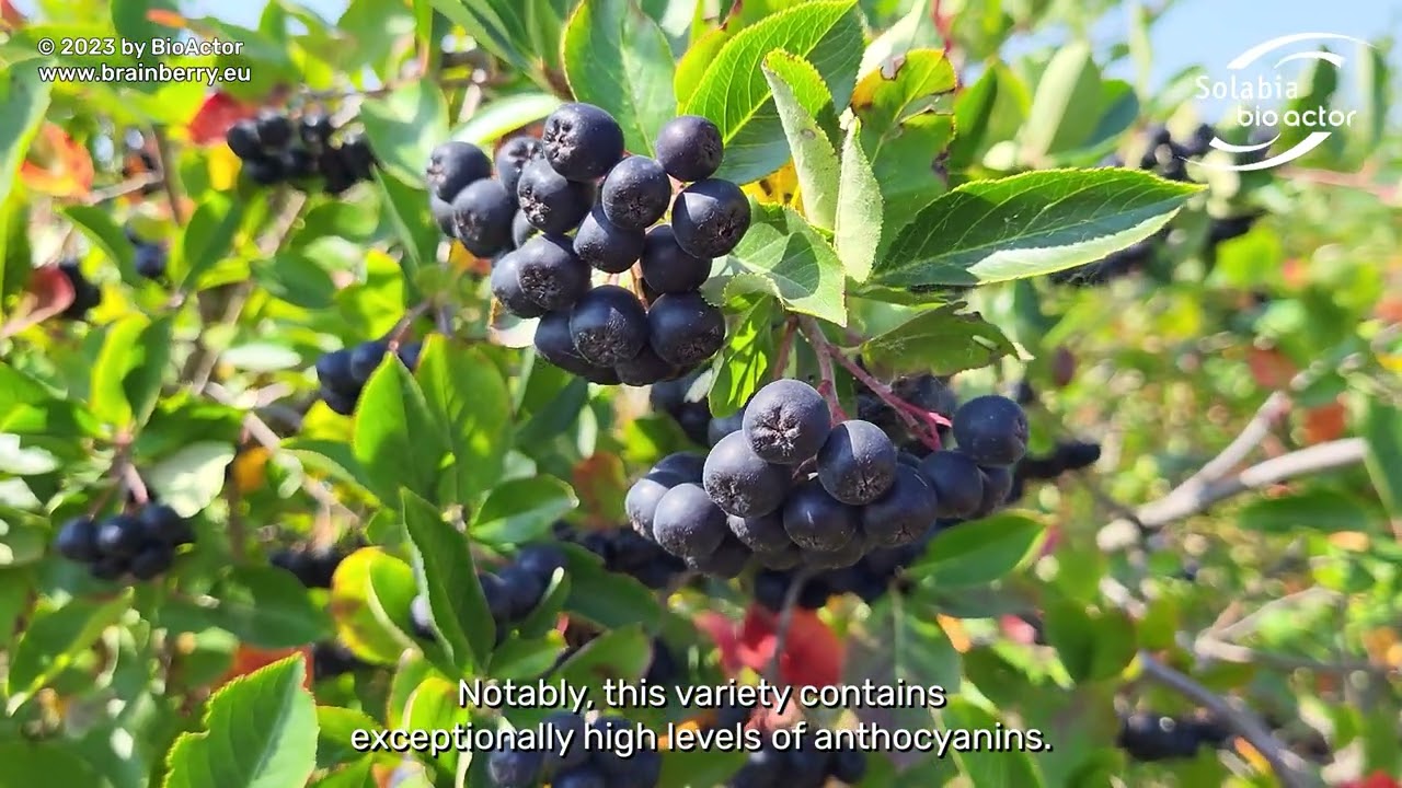 Discover the Nero Eggert Aronia Berries used for Solabia Nutrition's Brainberry&reg;