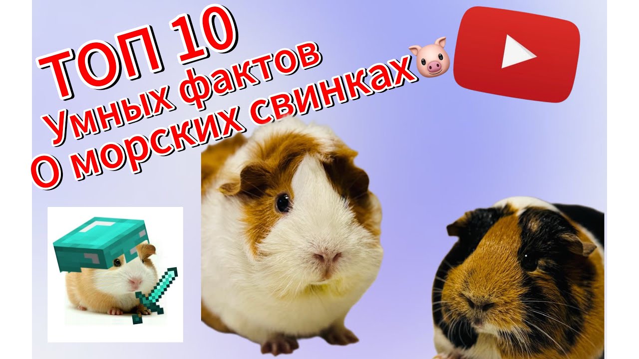 ТОП 10 УМНЫХ ФАКТОВ О СВИНКАХ | Dasha pets