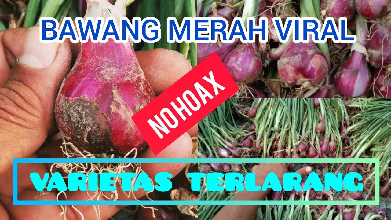 PANEN PERDANA BAWANG MERAH VARIETAS TERLARANG