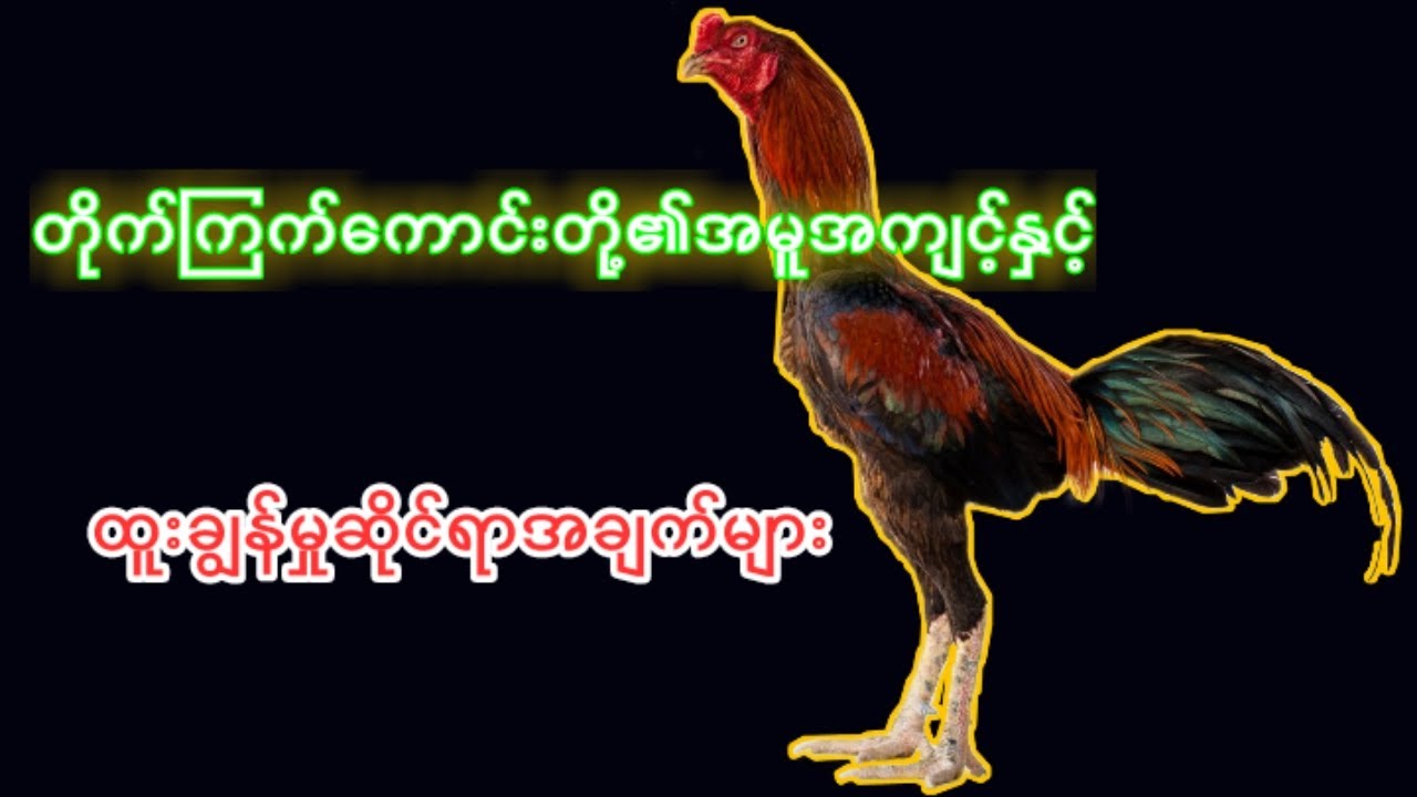 တိုက်ကြက် ကောင်းတို့၏အမူအကျင့်နှင့်ထူးချွန်မှုဆိုင်ရာအချက်များ