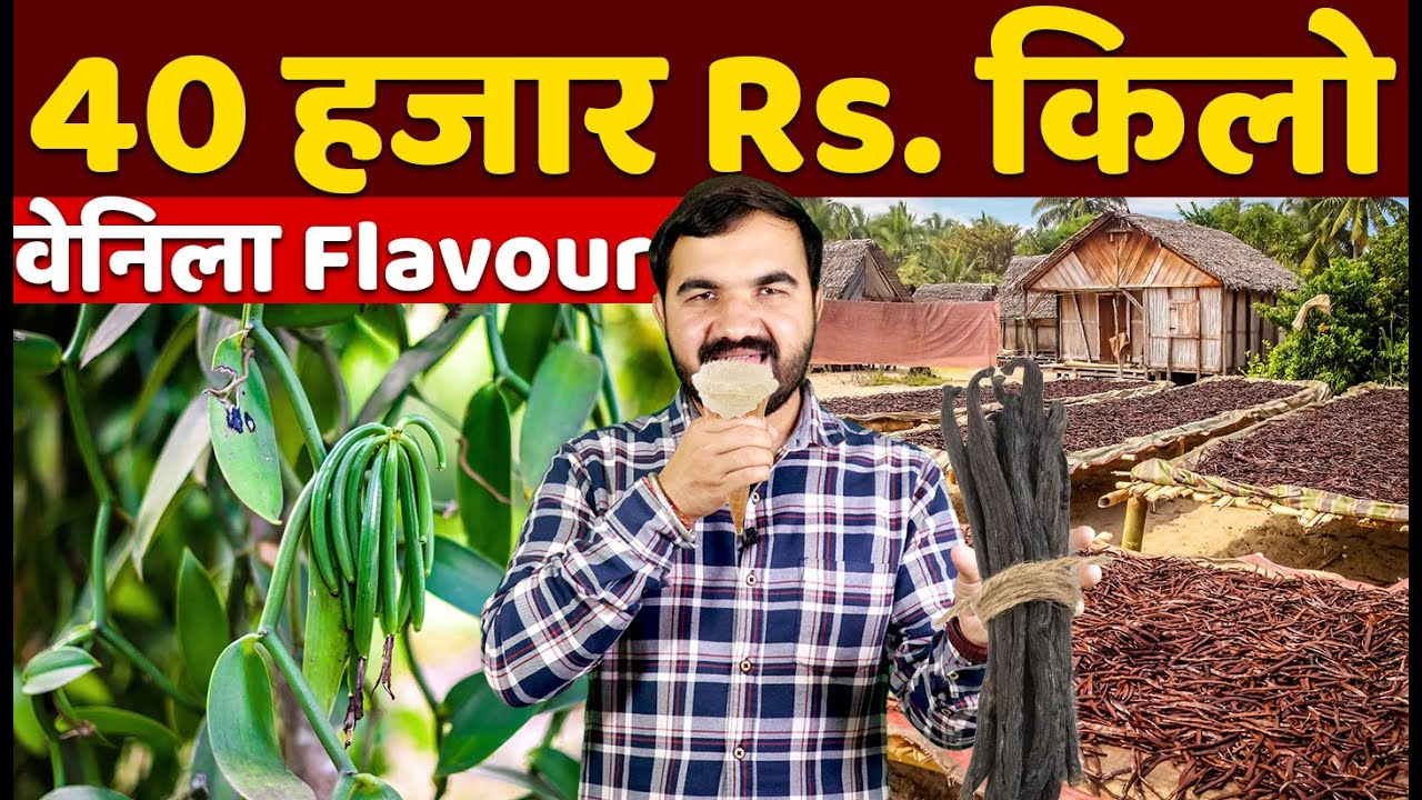 40,000 किलो वाली फसल | vanilla farming in india | vanilla flavour kaise banta hai | vanilla ki kheti