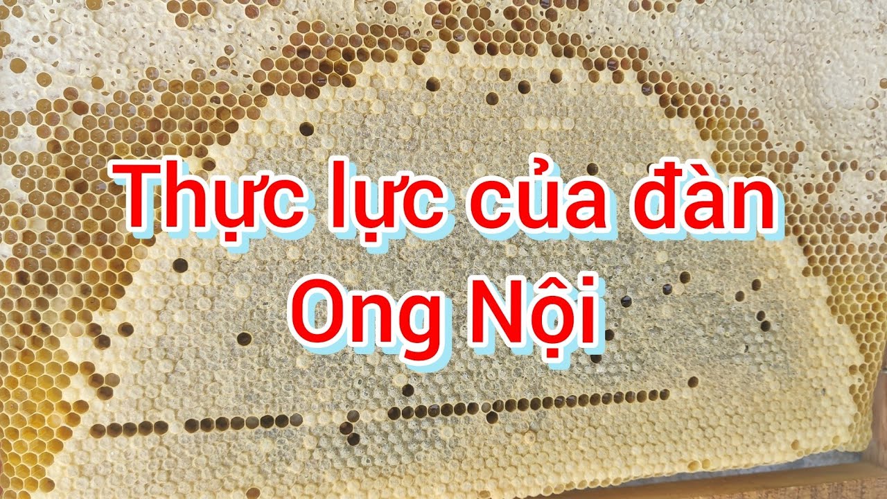 Thực lực của ong Nội #ktnuôiong #honey #bee #nuôiongtầngkế #ongmật 