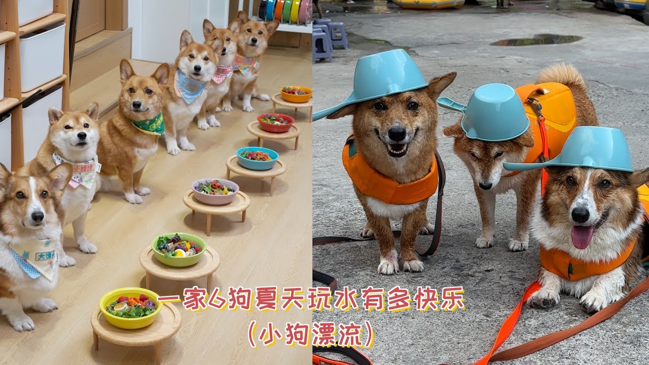 一家6狗夏天玩水有多快乐？小狗漂流的一天