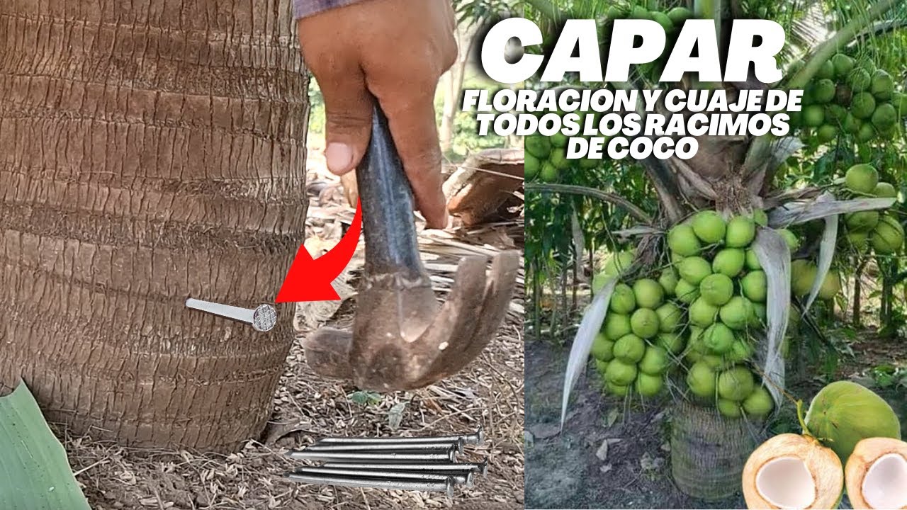 Capar &aacute;rbol de Coco para que floree y Cuaje Todos los Racimos de Cocos