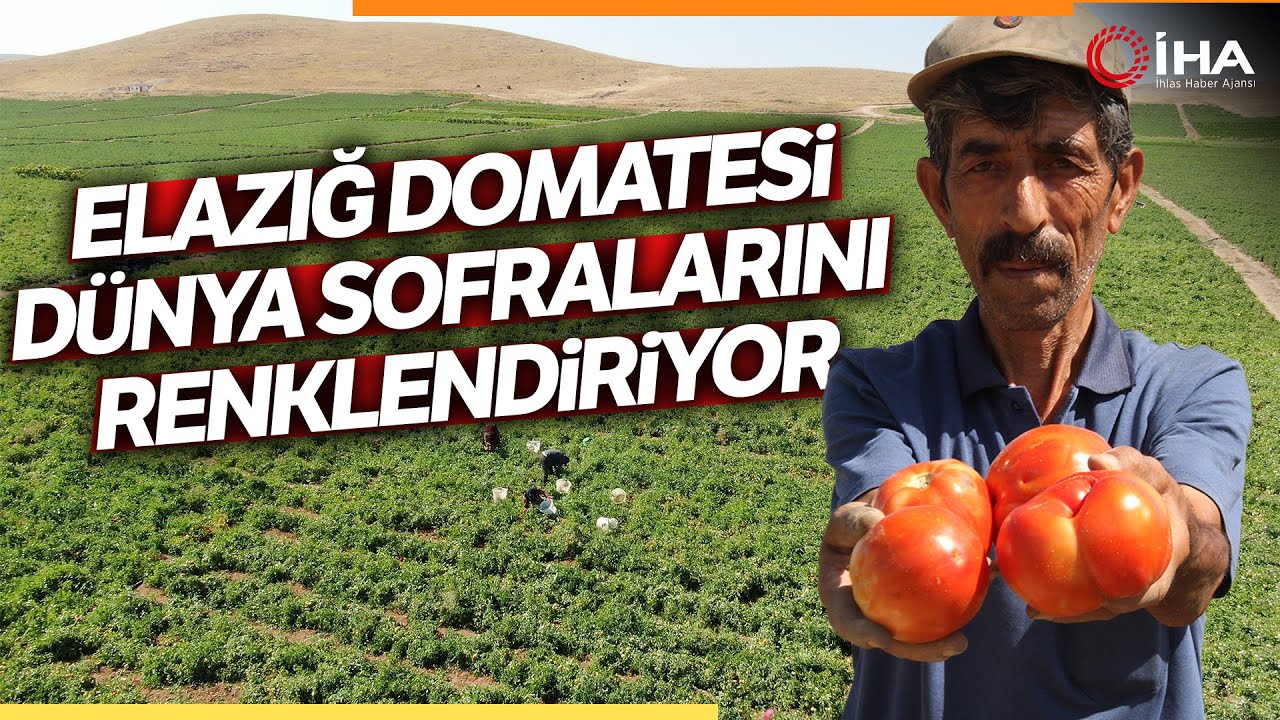 3 Bin Dönüm Alanda Domates Hasadı Başladı