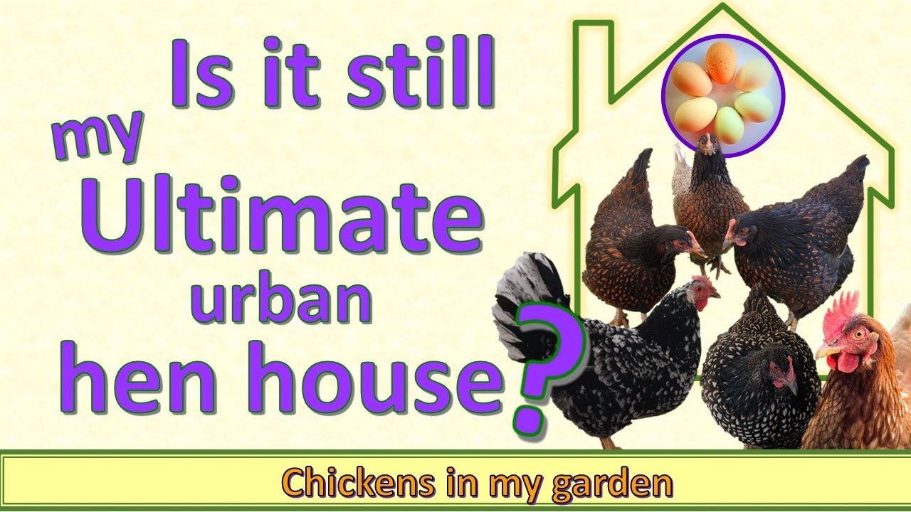 Is my Ultimate Hen House design still the BEST? (for me)