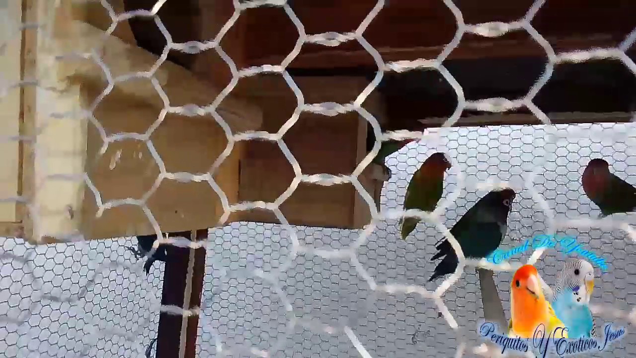 Reproduccion de agapornies en voladera 2017