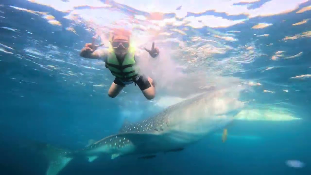 Oslob Whale Shark
