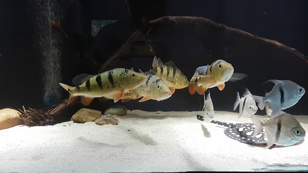 Cichla Monoculus/ Potamotrygon Leopoldi BD/ Myleus Schomburgkii/ Gourami