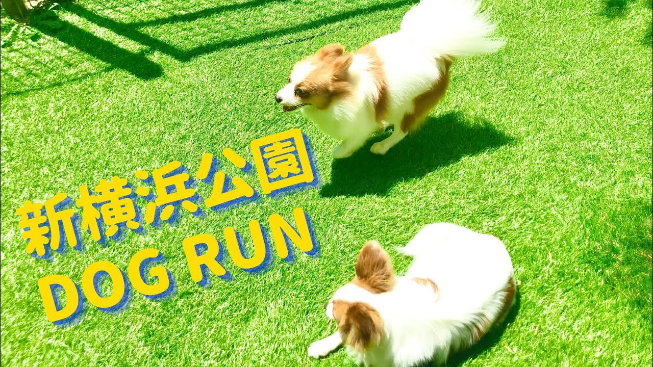 【初投稿】新横浜公園ドッグランを駆け抜ける！