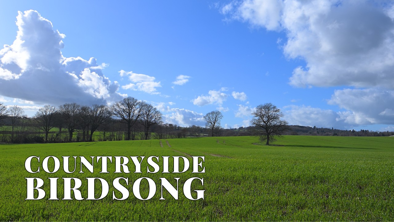 1 Hour Countryside Birdsong & Wind | British Spring Meadow Ambience | Nature Sounds Ambience