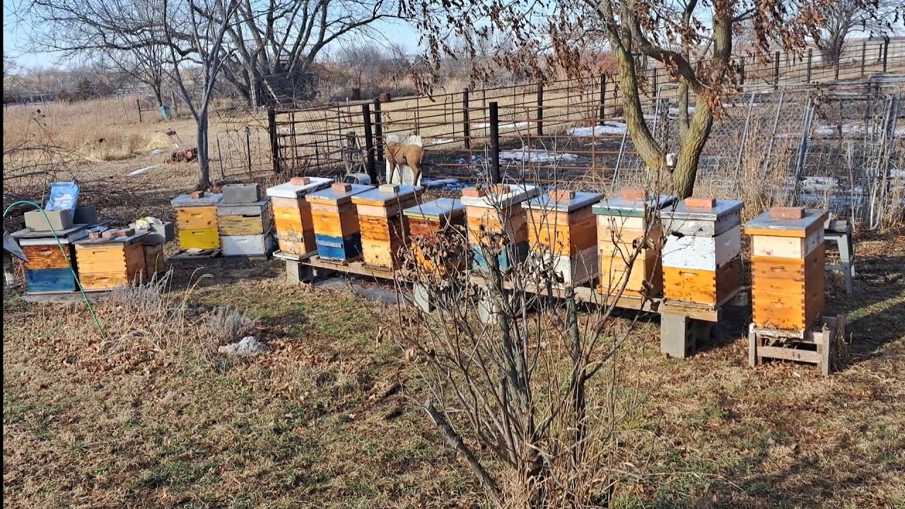 Overwintering Honeybees in Iowa #beekeeping #overwinter