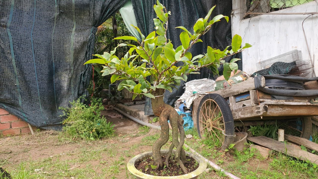 27/02/26. GIẢO ÔNG THẦY. BÌNH LỢI. GIẢO LÁ RÍ.CÚC LÁ RÍ. NHƯ Ý NGỌC TOÀN. PHÔI TQ 