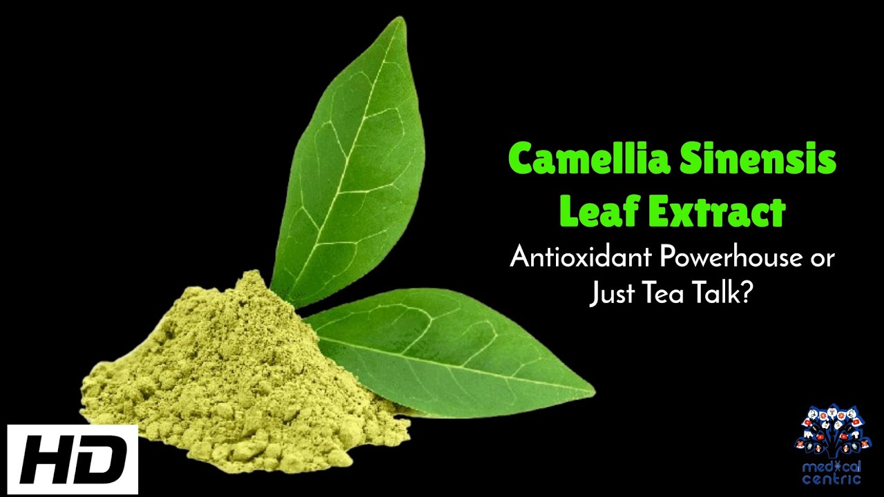 Camellia Sinensis Leaf Extract The Science Behind Its Antioxidant Effects