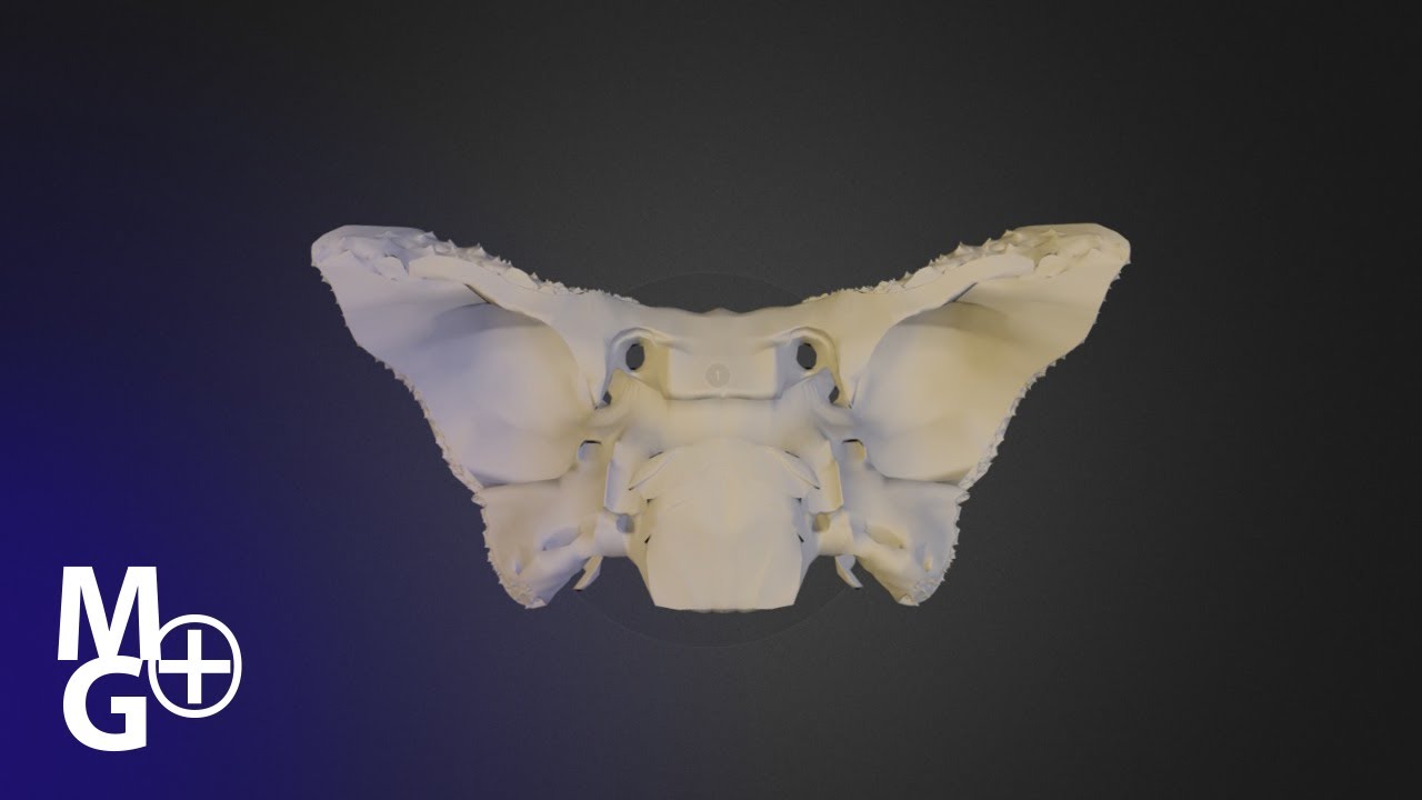 Osul SFENOID (Prezentare 3D Anatomie)
