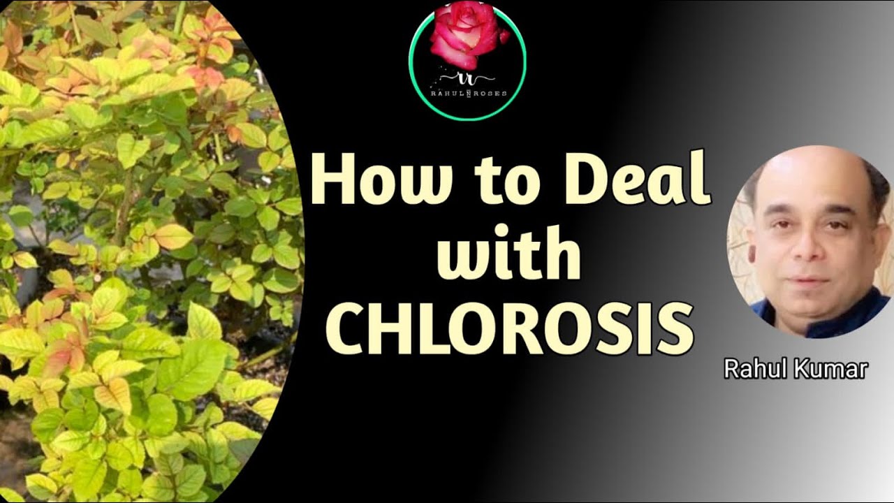 कलोरोसिस ख़त्म करने के चार उपाय / How To Deal With Chlorosis Problem In Rose Plants .
