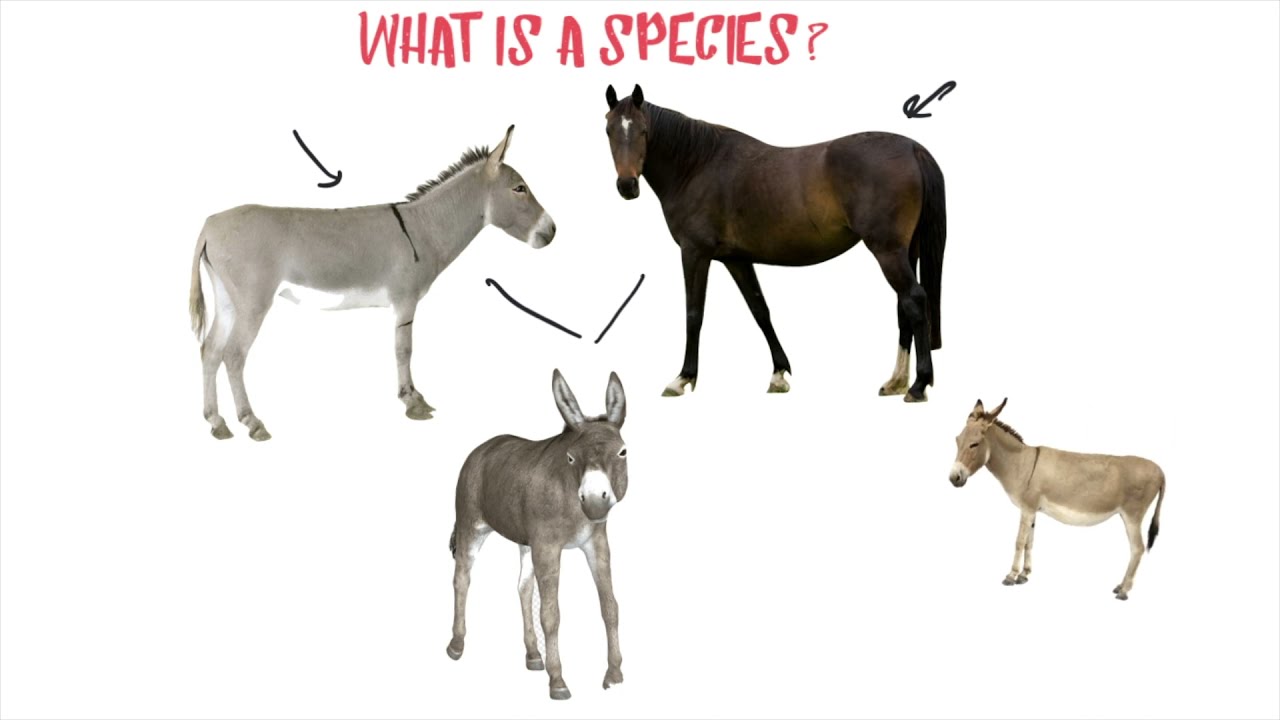 Edexcel IAL biology Unit 4: Ecology