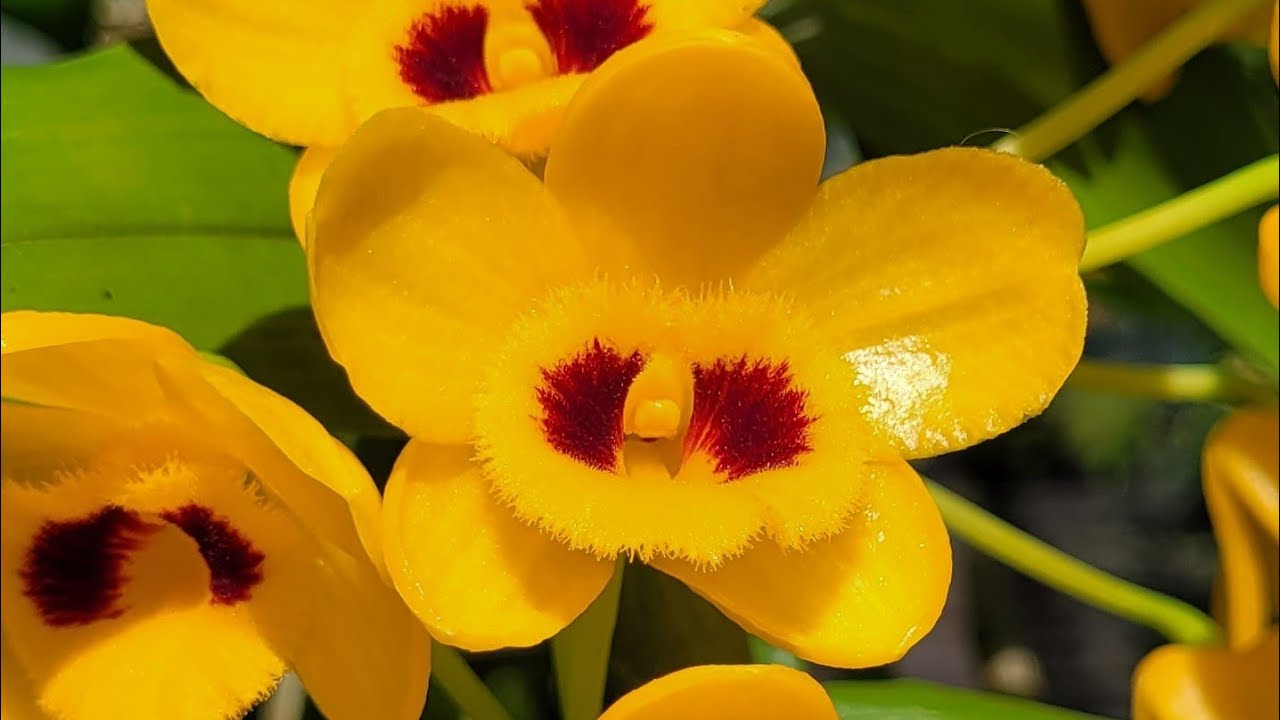 Cách để trở thành người mua lan thông thái và chơi lan ung dung tự tại.