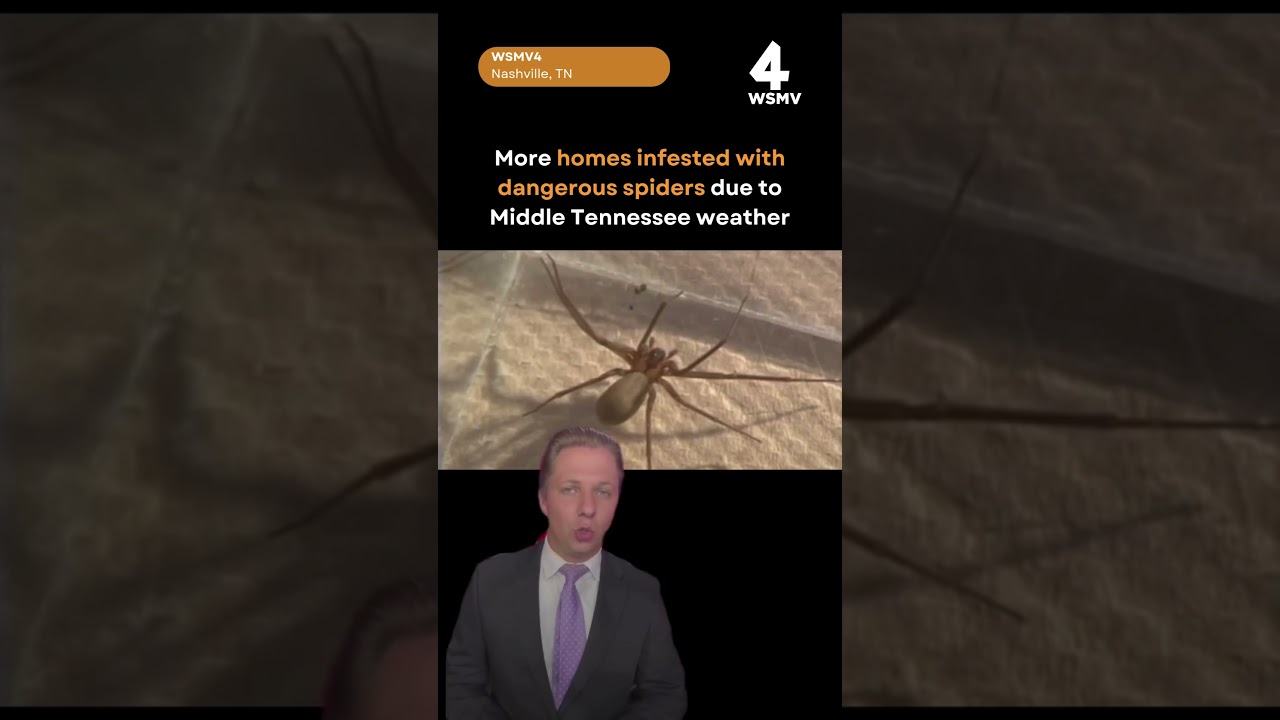 Middle Tennessee heat & dangerous spiders