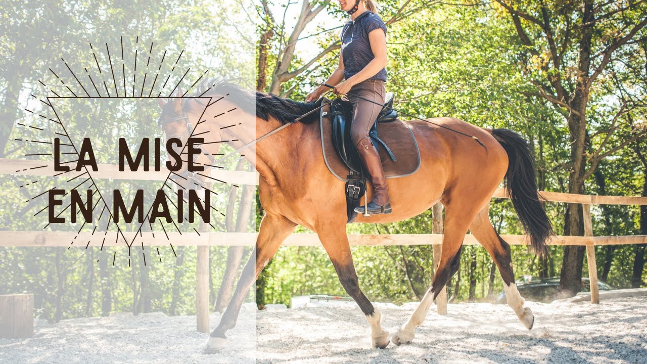 Comment mettre un cheval « sur la main » ou le placer.