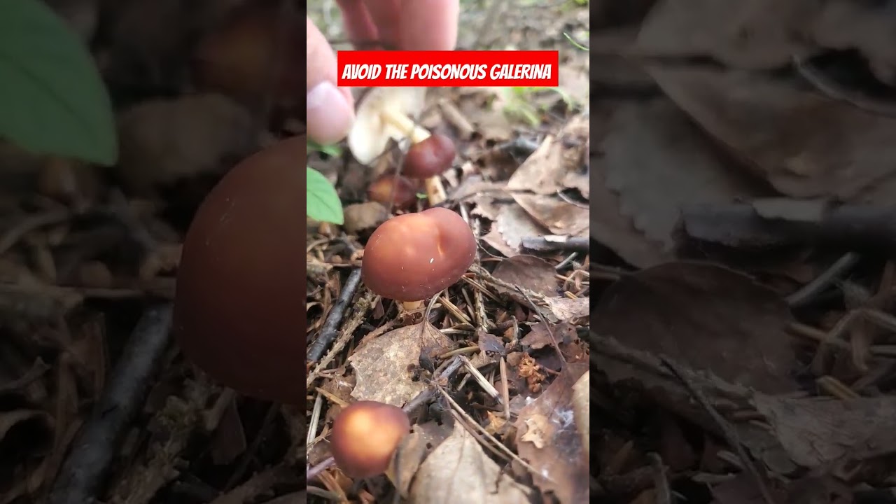 Avoid The Poisonous Galerina  #wildmushrooms