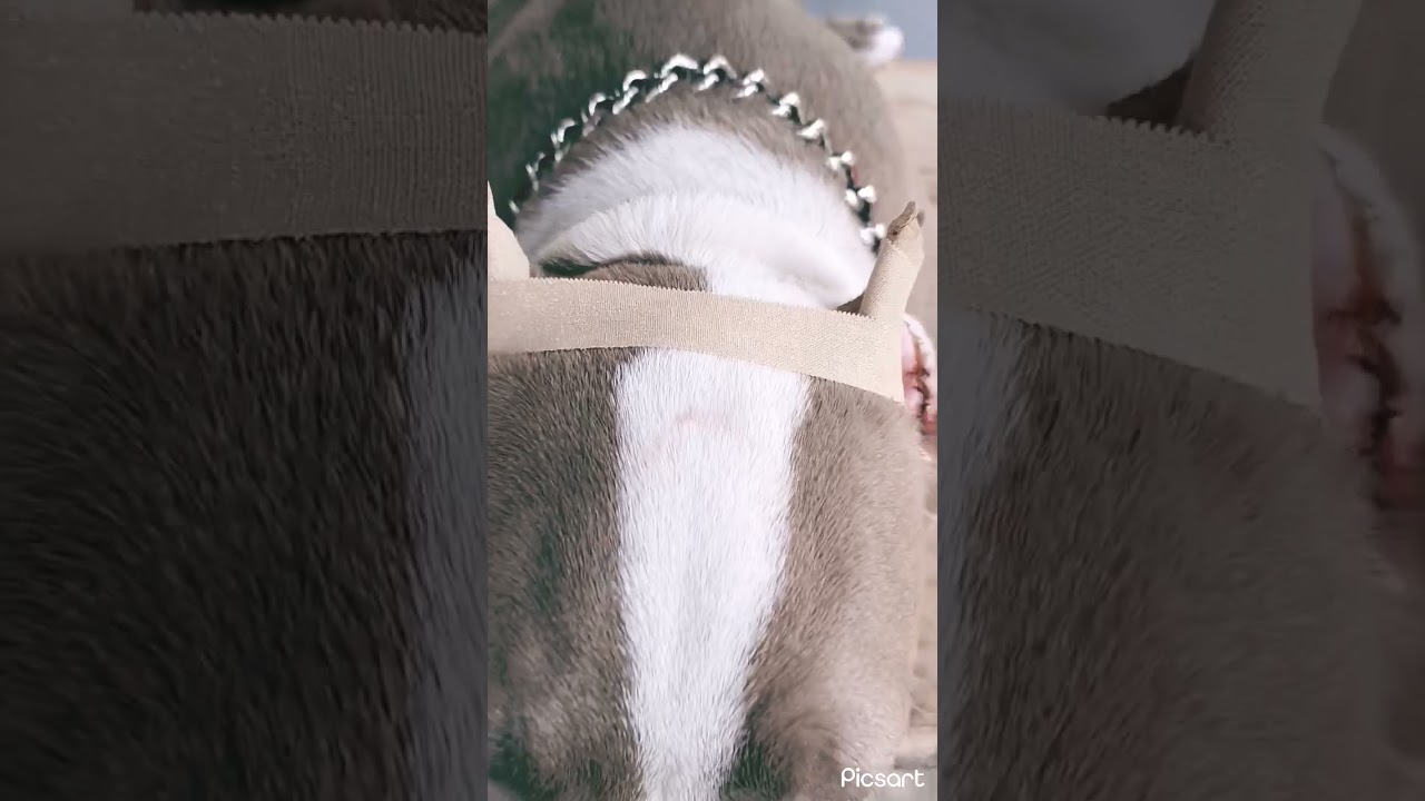 #dogearcrop