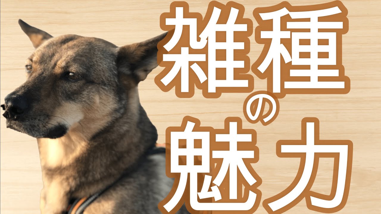 雑種を飼うか迷っている人へ