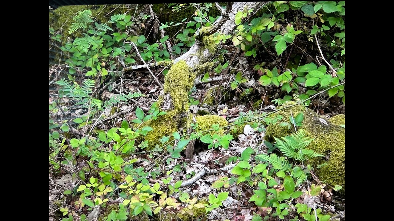 Foraging for wild enclosure materials the Beastie Way