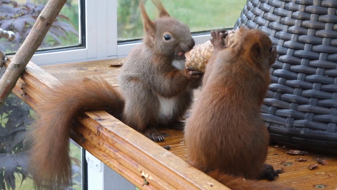Eichhörnchen Auswilderung Tom + Anton 4 / Squirrels - bringing up and release