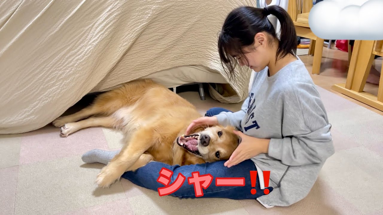 怖そうな見た目とは裏腹に、何度挑んでも姉には絶対に勝てない大型犬クッキー【ゴールデンレトリバーとミニチュアダックスフンド】