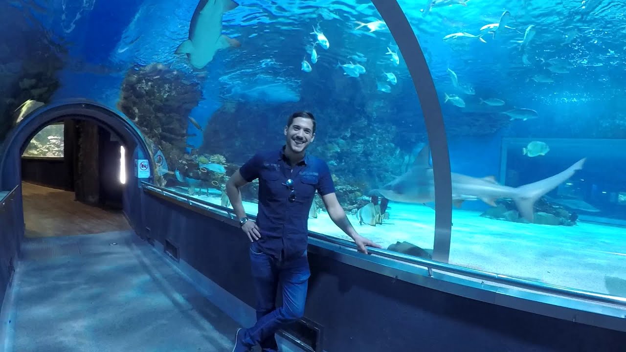 Tropicarium Budapest 🐬🐠🐊 ▶ Mozgásra Hangolva