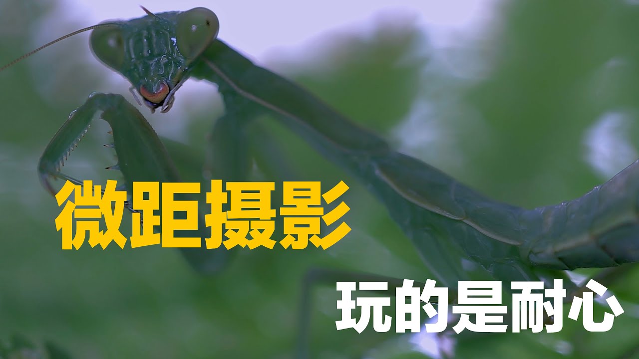 微距摄影，玩的是耐心
