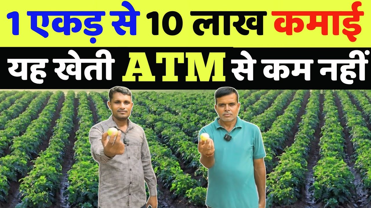 मात्र 1 बार खेत में लगा दो 50 साल तक कमाई देने वाली खेती सालाना 10 लाख कमाई | amla ki kheti in hindi