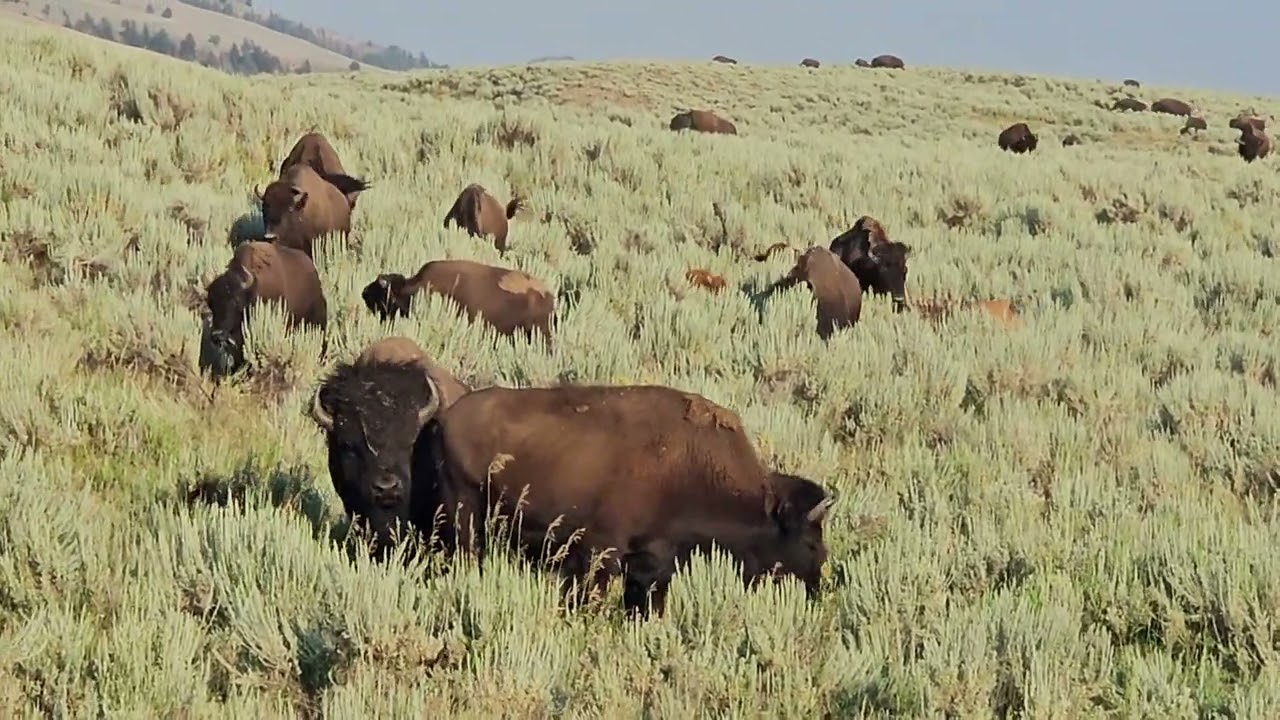 Yellowstone July 2024 #7