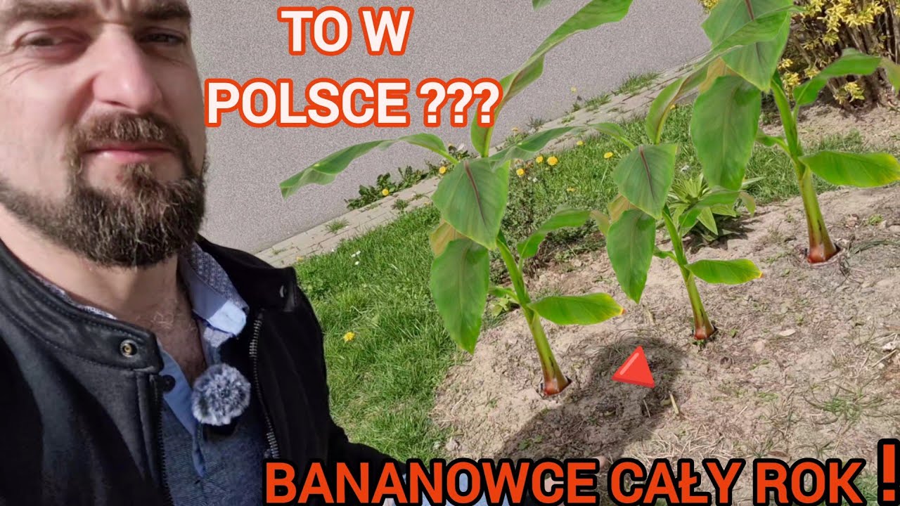 Nie uwierzysz! Bananowiec Musa basjoo bez ochrony w gruncie na stałe po 3 zimie rozpoczą wzrost