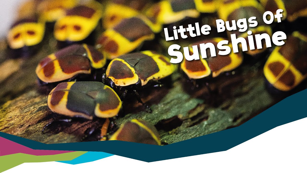 Sun Beetle - Pachnoda Marginata Peregrina [Paignton Zoo]