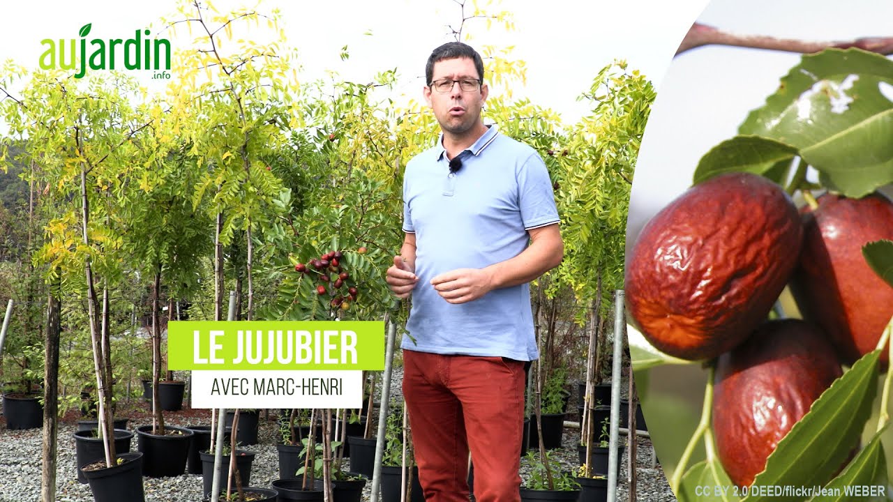 JUJUBIER, l'ARBRE FRUITIER de DEMAIN !! Conseils de CULTURE et d'ENTRETIEN