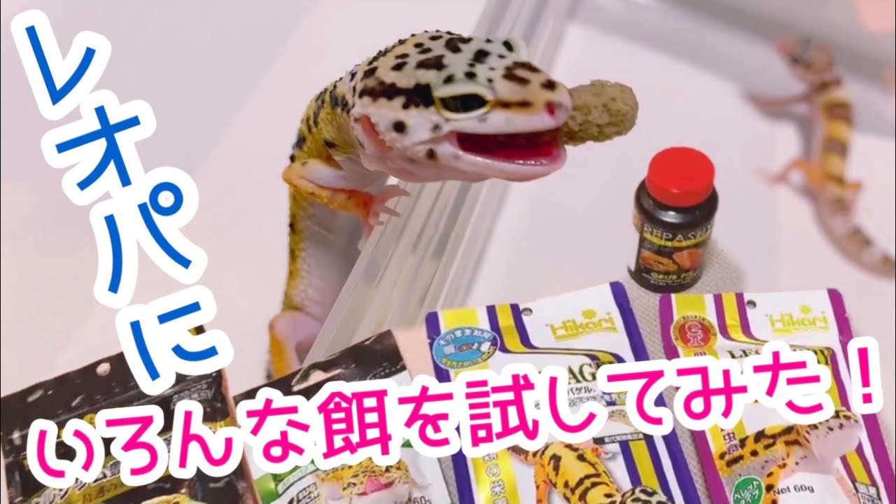 レオパにいろんな餌を試してみた！