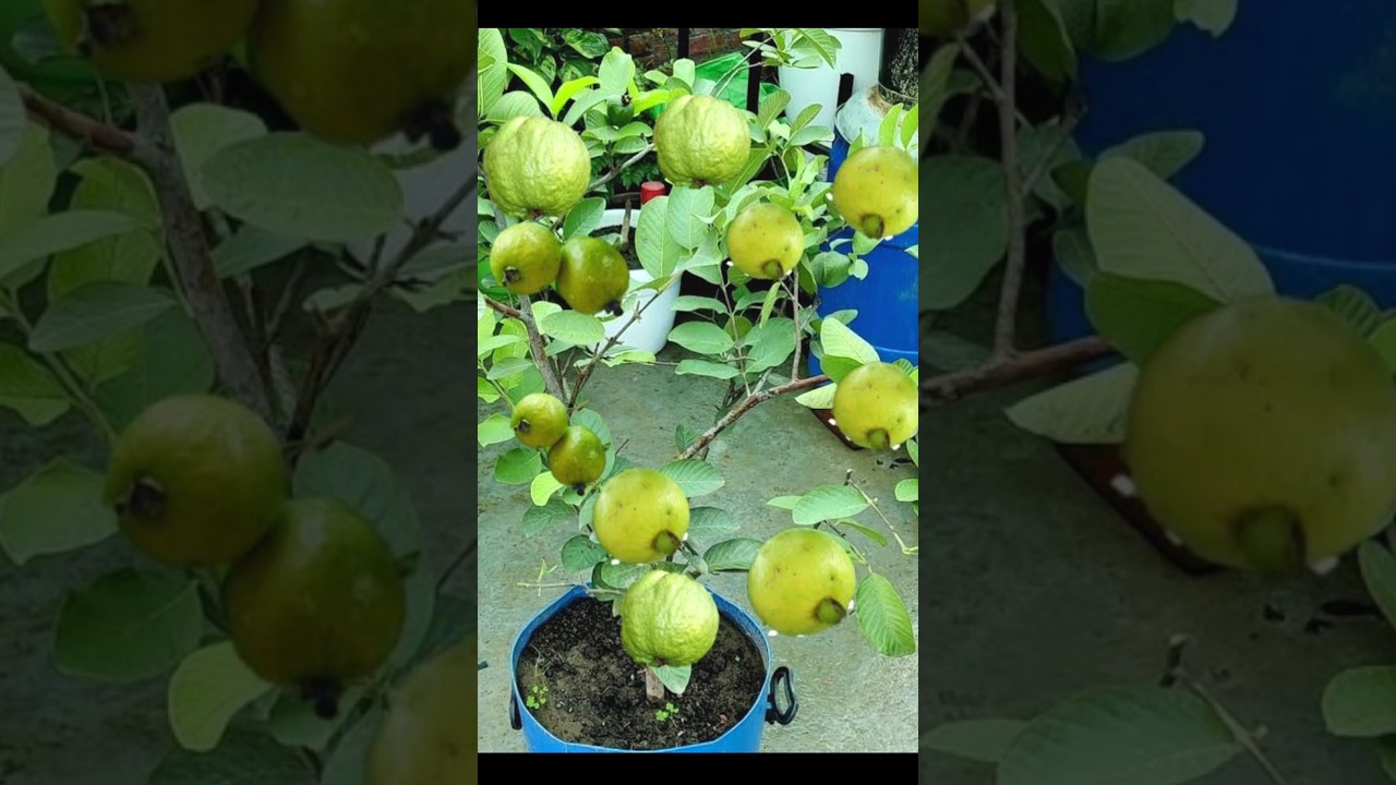 How to make Guava Bonsai growing from cutting #Shorts